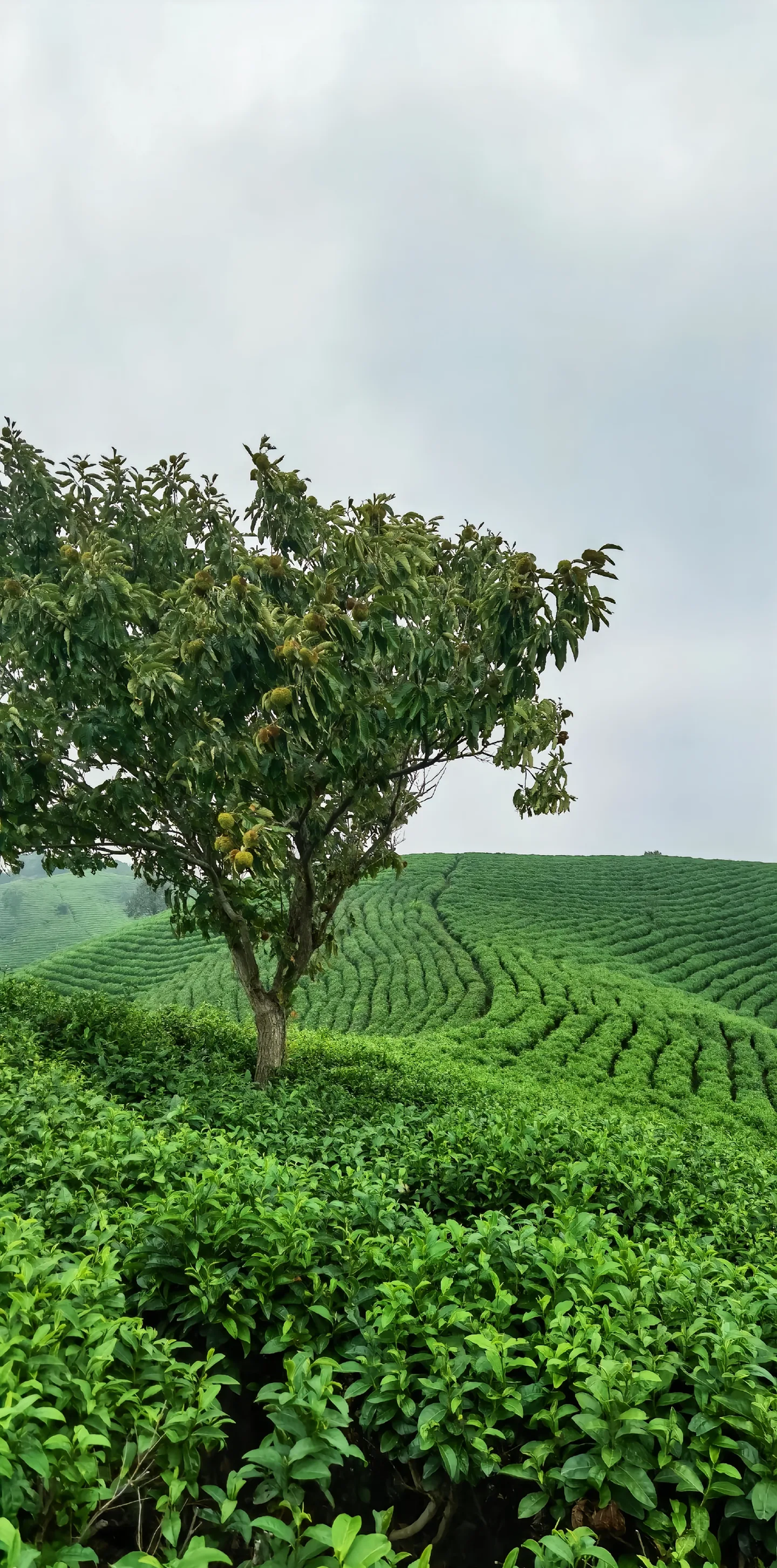 The Meaning of Tea in the AI Era