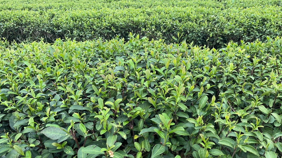 Does Chinese Tea Have Pesticide Residue? What You Actually Need to Know