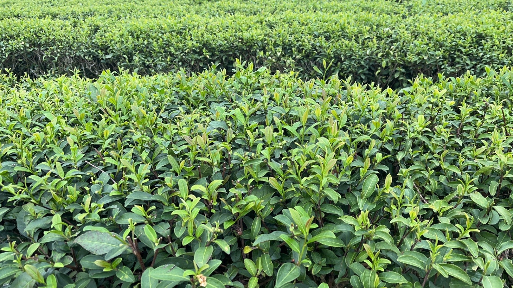 Does Chinese Tea Have Pesticide Residue? What You Actually Need to Know