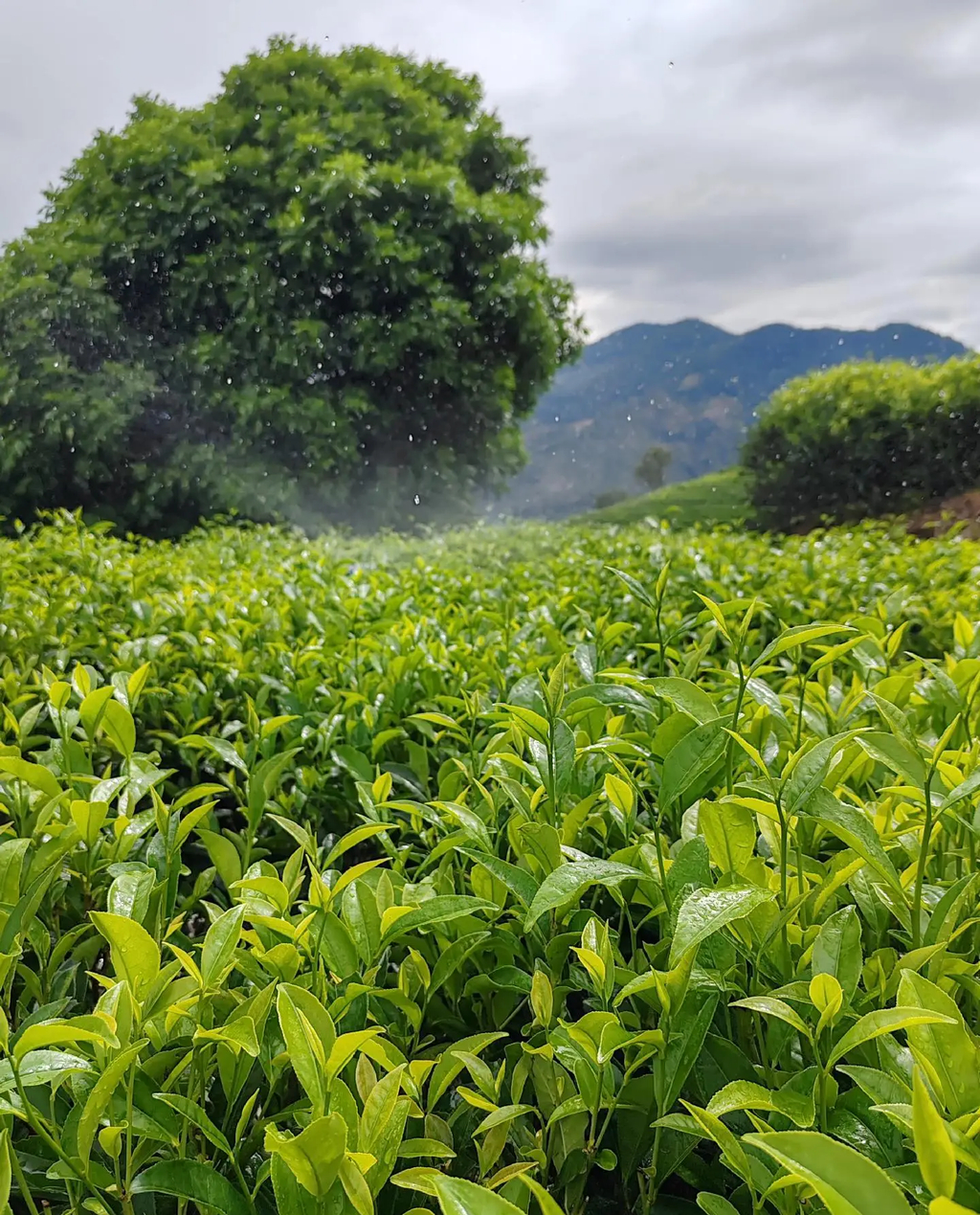 Chinese Tea Sourcing Service | Premium & Rare Tea Direct from Origin