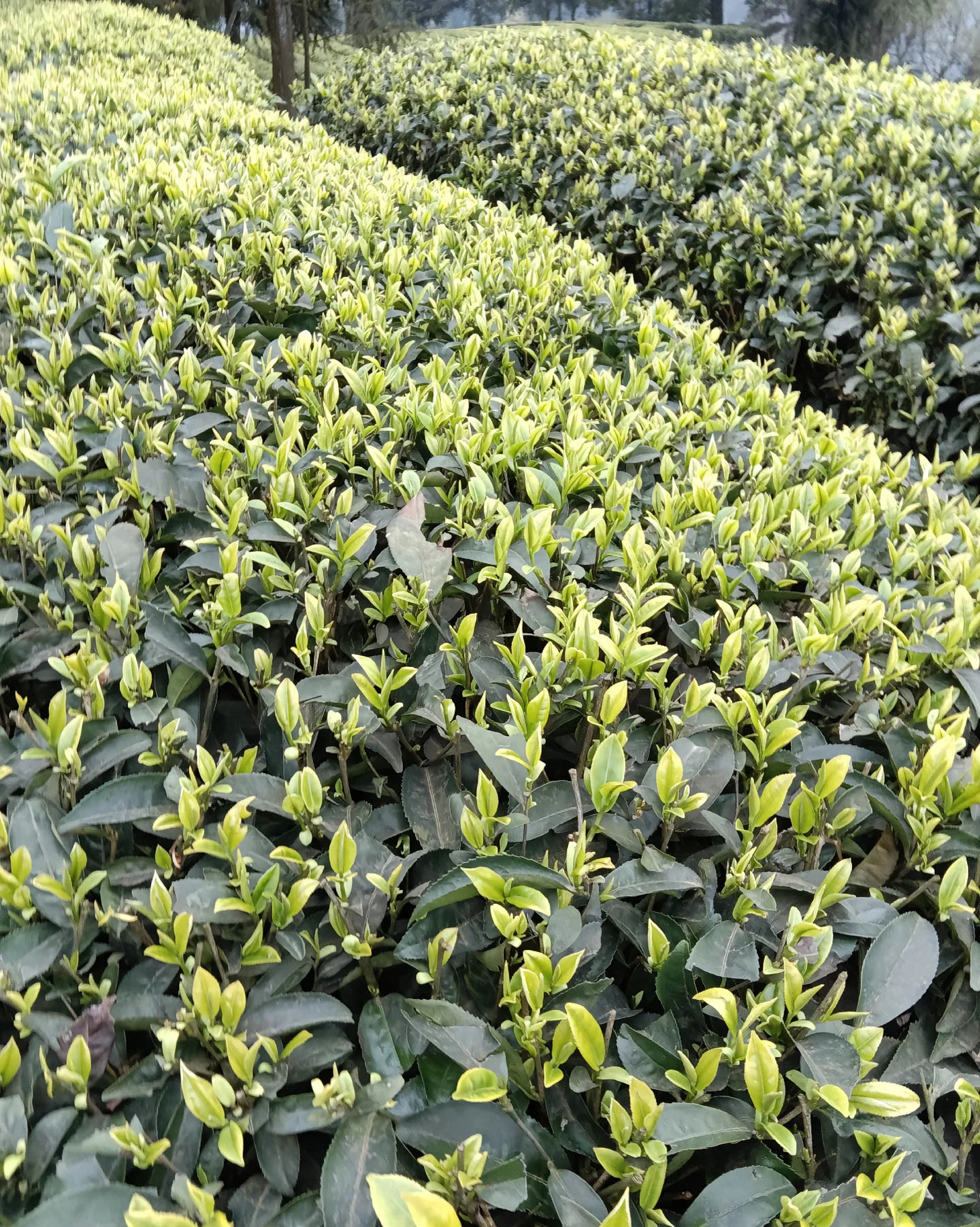 Chinese Tea Sourcing Service | Premium & Rare Tea Direct from Origin