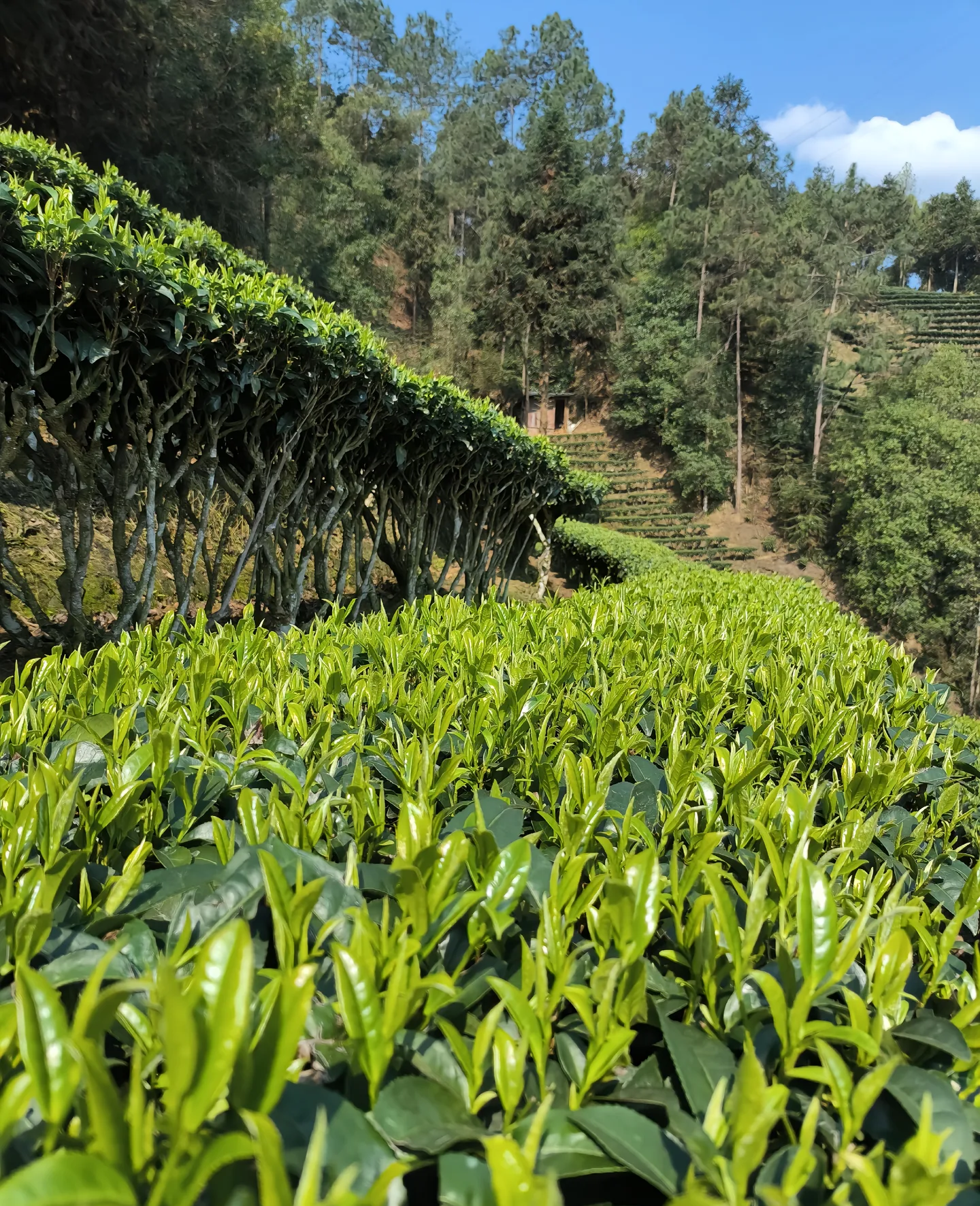 Chinese Tea Sourcing Service | Premium & Rare Tea Direct from Origin