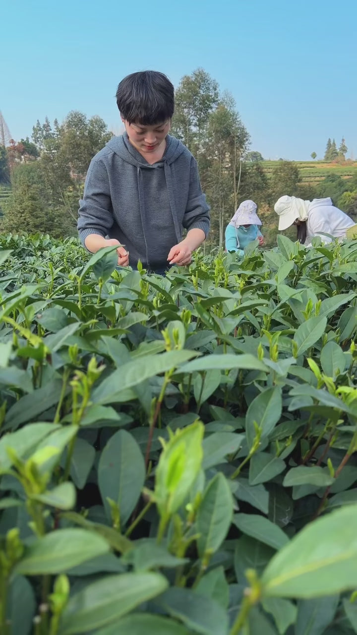 Premium high quality organic super tea and super natural tea mountain