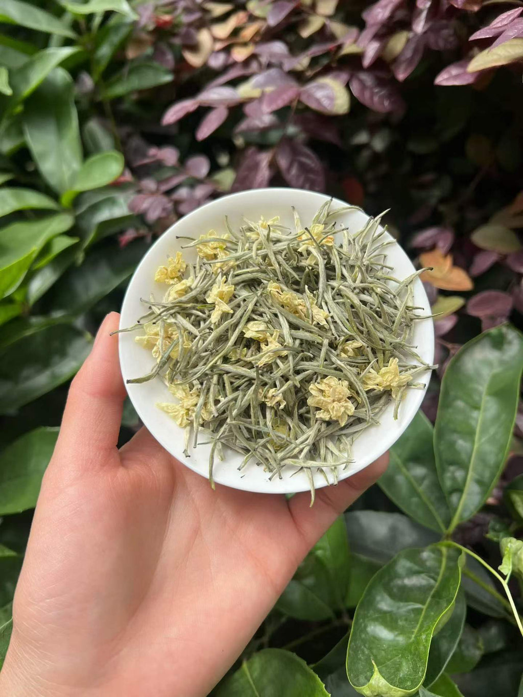 Hand holding a white dish with dried herbs against a green leafy background. Exhale — 2026 fresh harvest jasmine needle tea for anxiety and stress relief. Premium spring buds, intensely fragrant, cooling golden liquor. Breathe out.