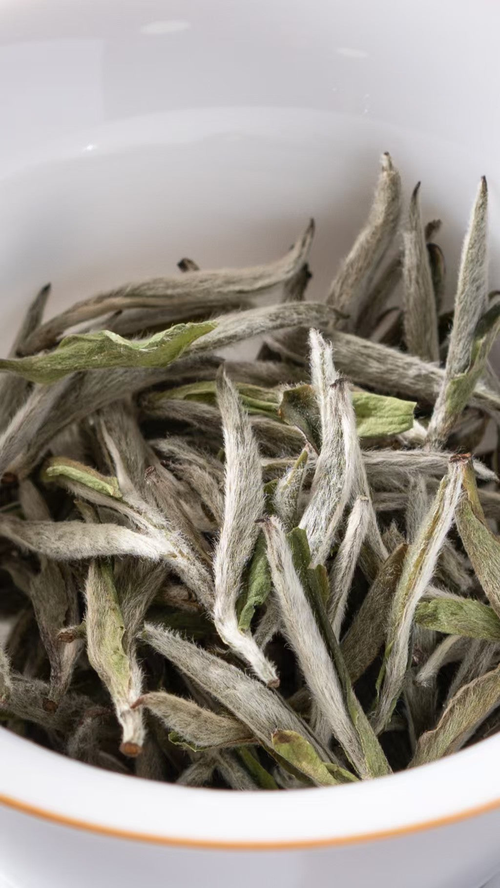 TEAGOODTEA｜Aged Silver Needle · 5-Year White Tea, Everyday Sip