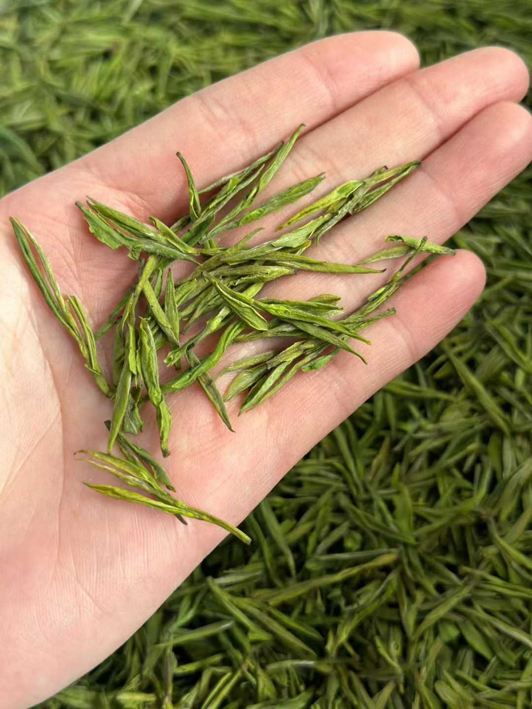 Anji Bai Cha · 2026 Premium Grade | One-Bud-One-Leaf, Hui Orchid Fragrance