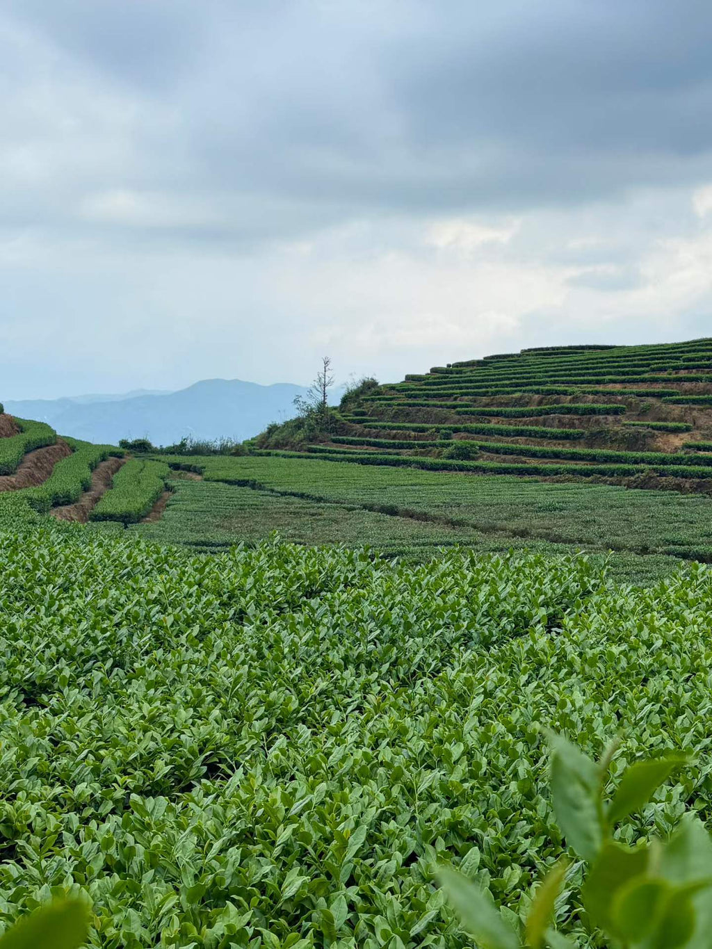 Anxi Tieguanyin · 2026 Autumn Harvest, Everyday Oolong
