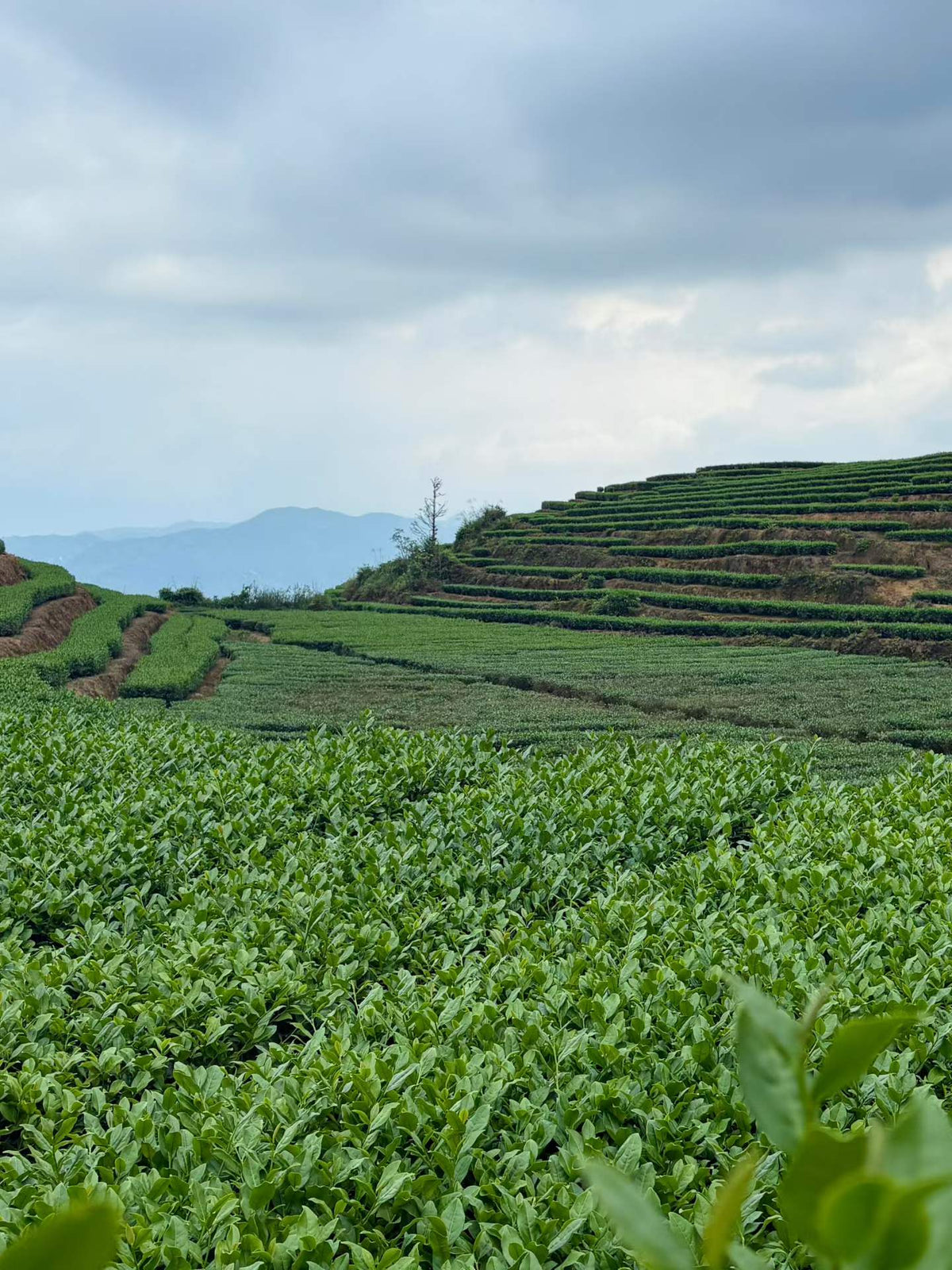Anxi Tieguanyin · 2026 Autumn Harvest, Everyday Oolong