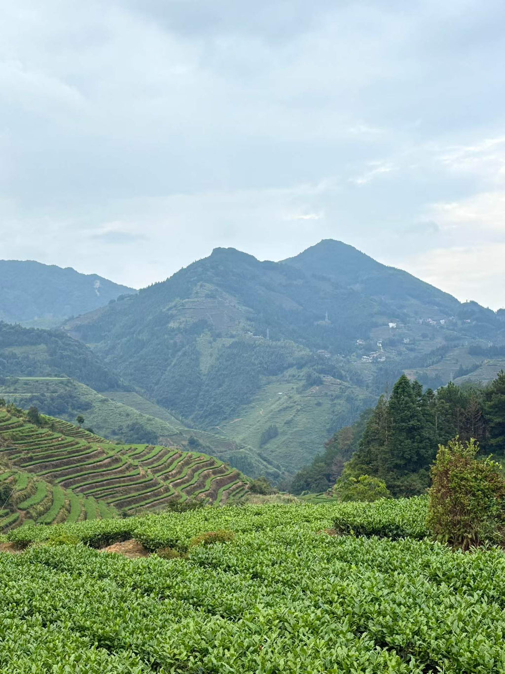 Anxi Tieguanyin · 2026 Autumn Harvest, Everyday Oolong