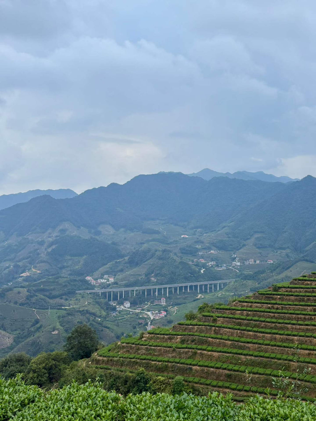 Anxi Tieguanyin · 2026 Autumn Harvest, Everyday Oolong