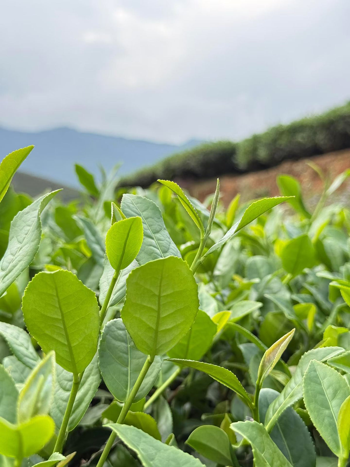 Anxi Tieguanyin · 2026 Autumn Harvest, Everyday Oolong