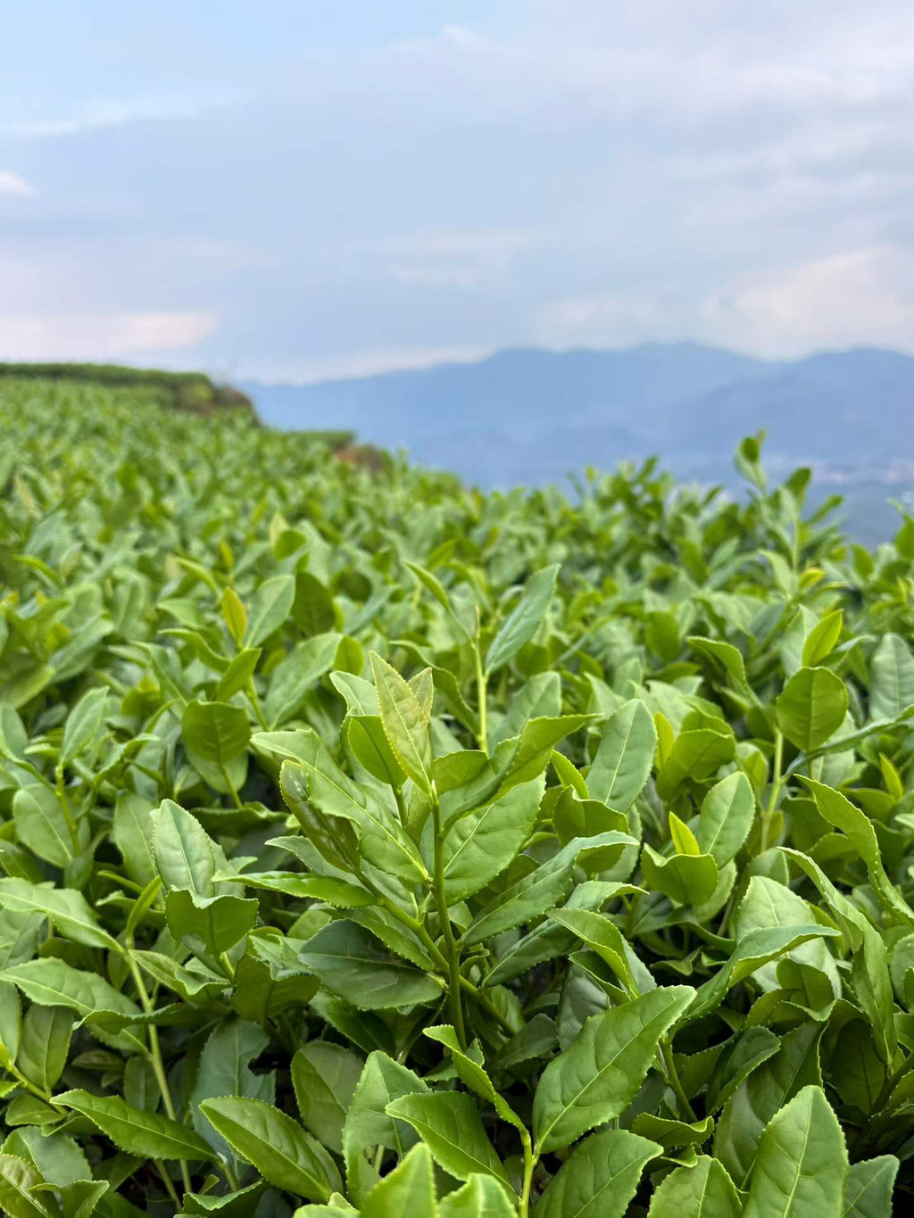 Anxi Tieguanyin · 2026 Autumn Harvest, Everyday Oolong