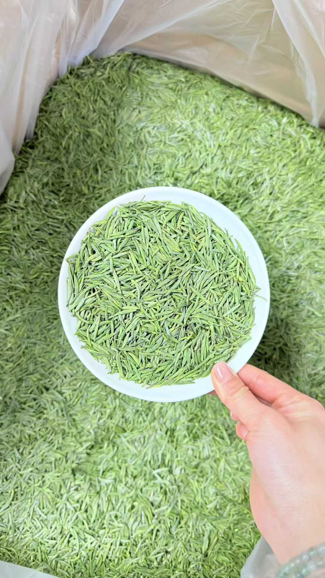 Zhu Ye Qing · 2026 First Spring | High-Mountain Bamboo Leaf Green Tea Green shredded material in a large bag with a hand holding a white bowl filled with green shredded material.