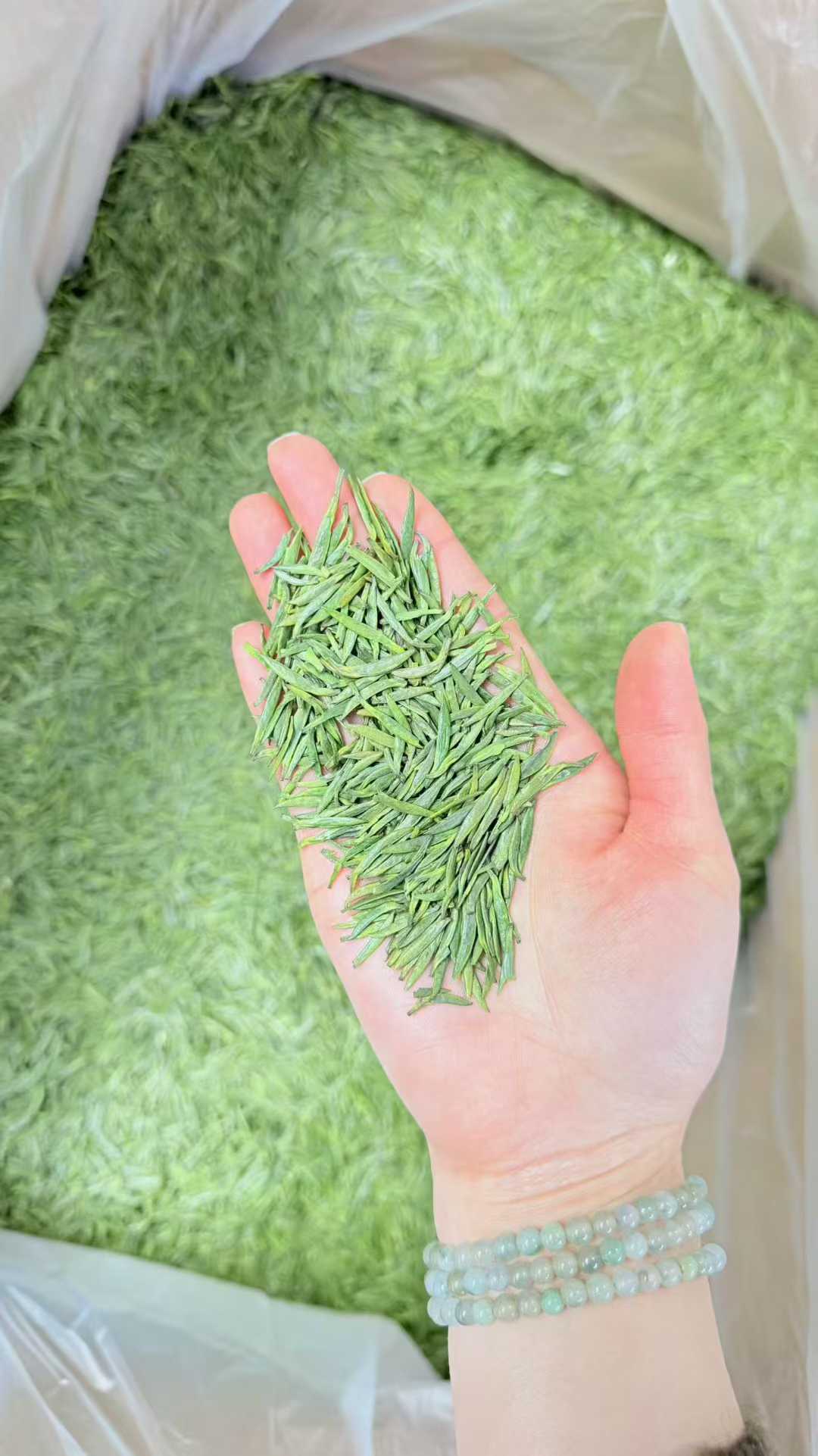 Zhu Ye Qing · 2026 First Spring | High-Mountain Bamboo Leaf Green Tea Hand holding green tea leaves with a large pile of green tea in the background