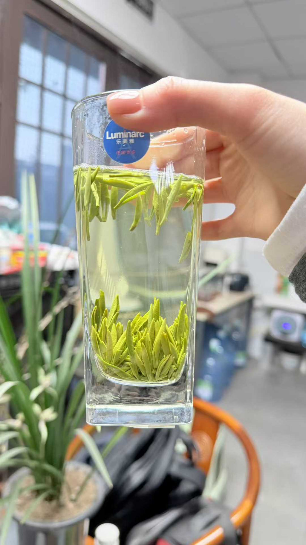 Zhu Ye Qing · 2026 First Spring | High-Mountain Bamboo Leaf Green Tea Hand holding a clear glass with green tea leaves, blurred office background