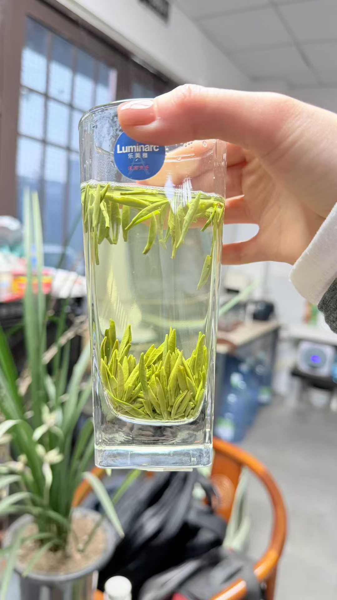 Zhu Ye Qing · 2026 First Spring | High-Mountain Bamboo Leaf Green Tea Hand holding a clear glass with green tea leaves, blurred office background