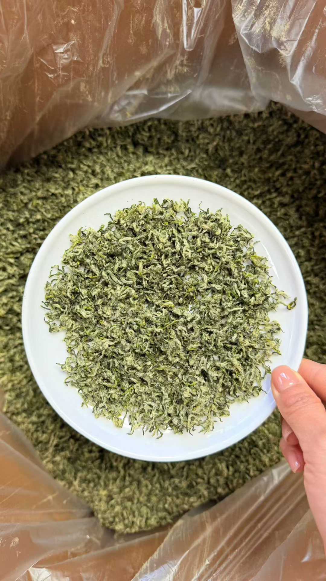 Green leafy substance on a white plate held by a hand, with plastic bags in the background. 2026 First Flush Handmade Biluochun Green Tea – Early Spring Harvest, Rich Floral &amp; Fruity Aroma