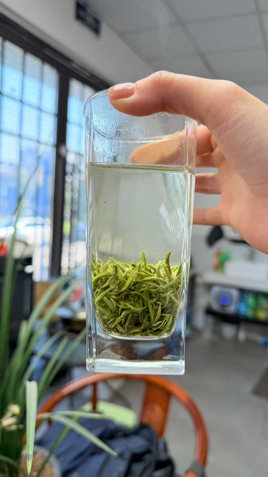 Clear glass with green tea leaves held by a hand in an indoor setting, 2026 First Flush Handmade Biluochun Green Tea – Early Spring Harvest, Rich Floral &amp; Fruity Aroma