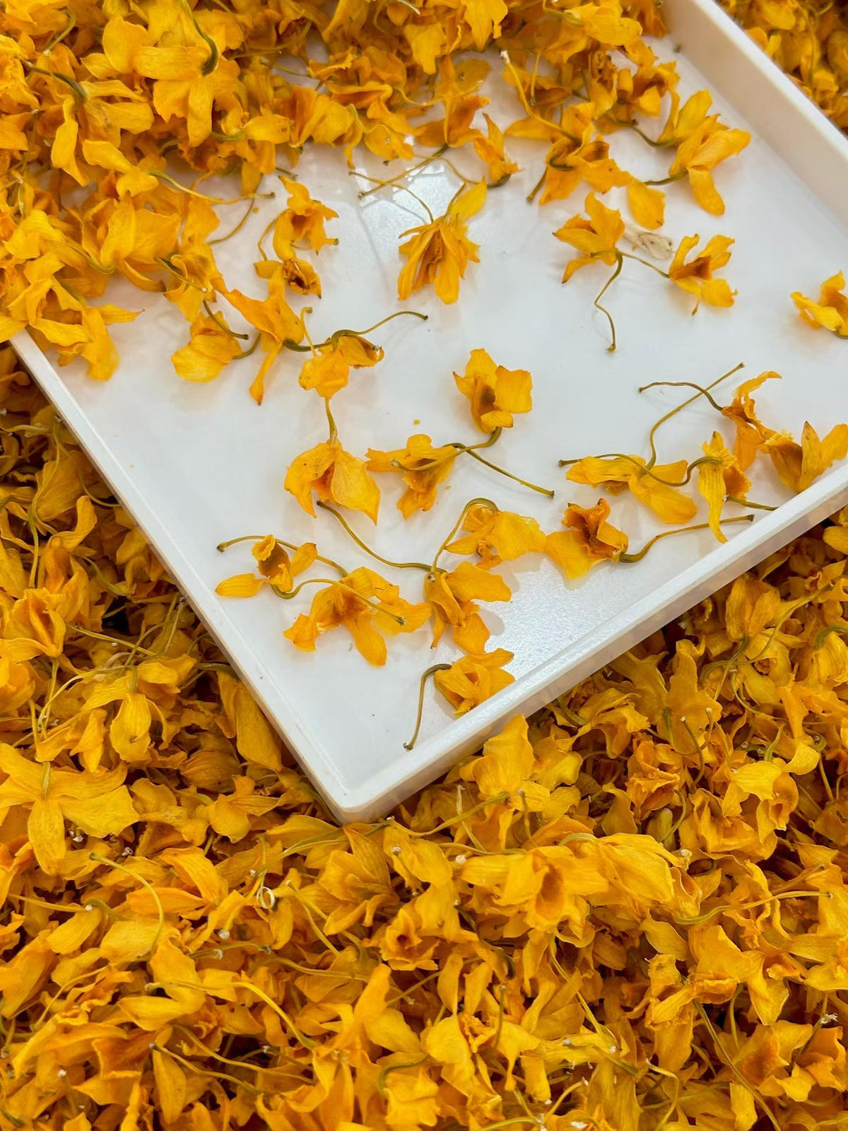 Drumstick Dendrobium Flower · Golden Orchid Herbal Tea