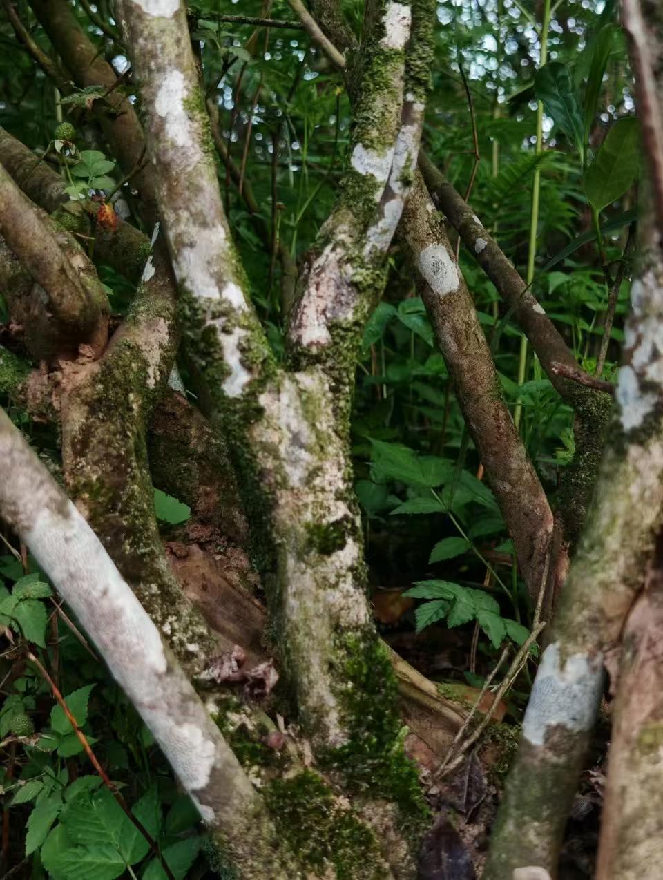 Fuding old tree Silver Needle, 2026 first flush white tea. Single bud, densely downy, silky and sweet. Drink now or age for years. Limited spring harvest.