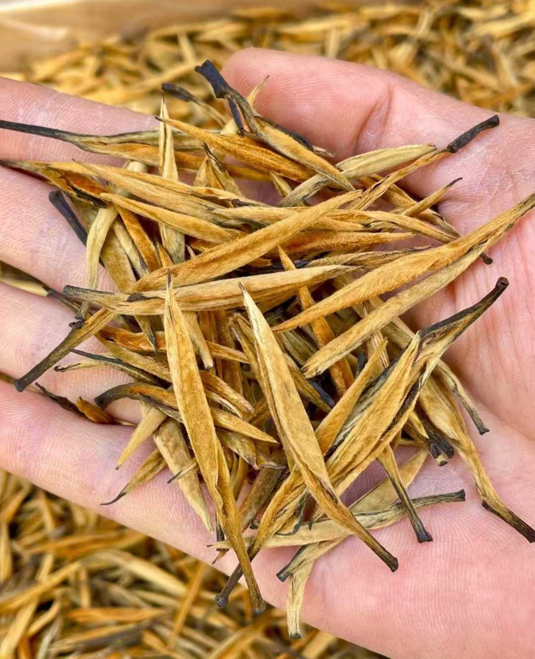 Golden Needle Black Tea 2026 New Harvest Hand holding a pile of dried yellow tea leaves with a blurred background