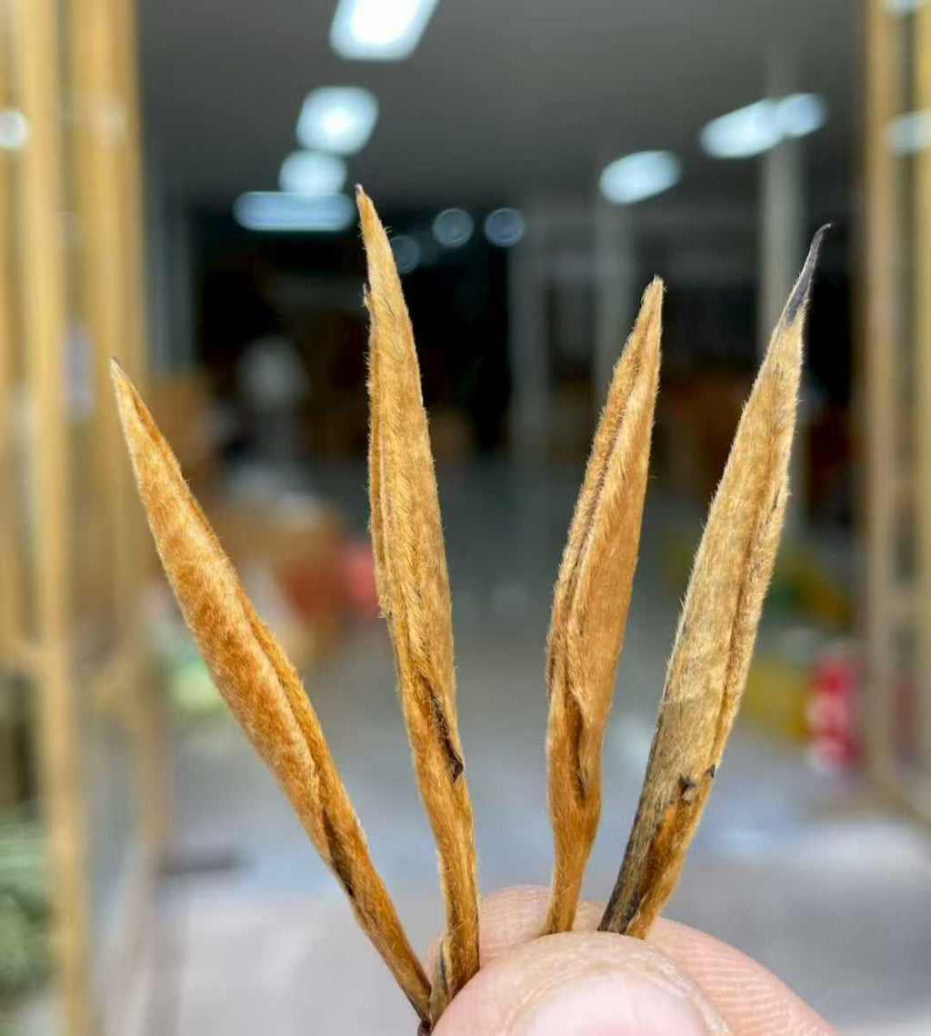 Golden Needle Black Tea 2026 New Harvest Dried plant stems held by a hand with a blurred indoor background
