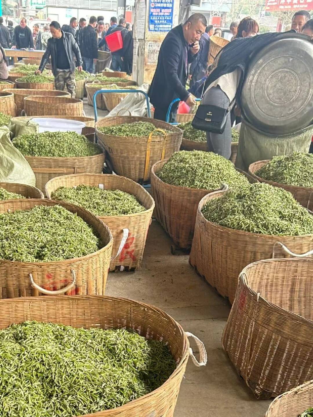 Green Tea Sourcing Service · 2026 Spring Season | Direct from China's Tea Markets