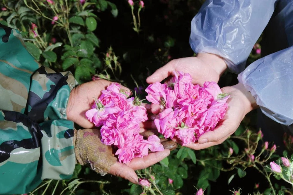 Jinshan Rose Tea · Sichuan Plateau | Siguniang Mountain, 3000m Altitude, Two hands holding pink flowers amidst green foliage