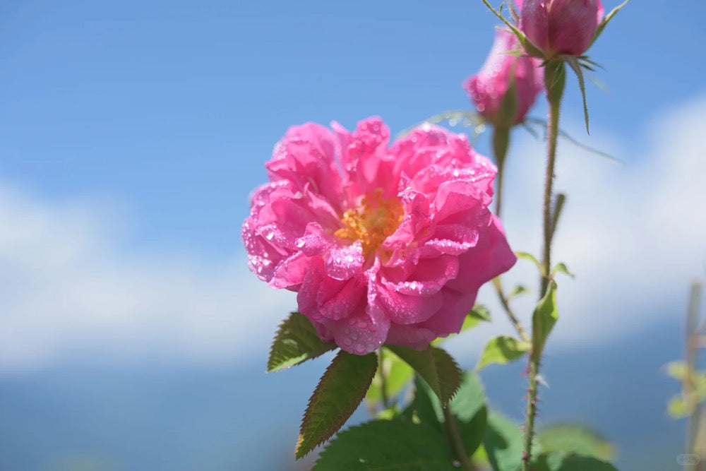 Jinshan Rose Tea · Sichuan Plateau | Siguniang Mountain, 3000m Altitude, Pink flower with green leaves against a blue sky