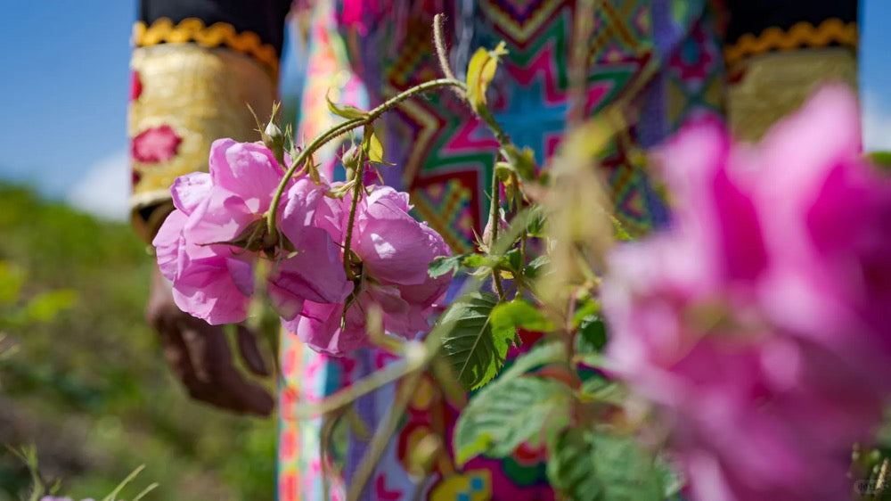 Jinshan Rose Tea · Sichuan Plateau | Siguniang Mountain, 3000m Altitude, Person wearing a colorful traditional outfit with pink flowers in the foreground