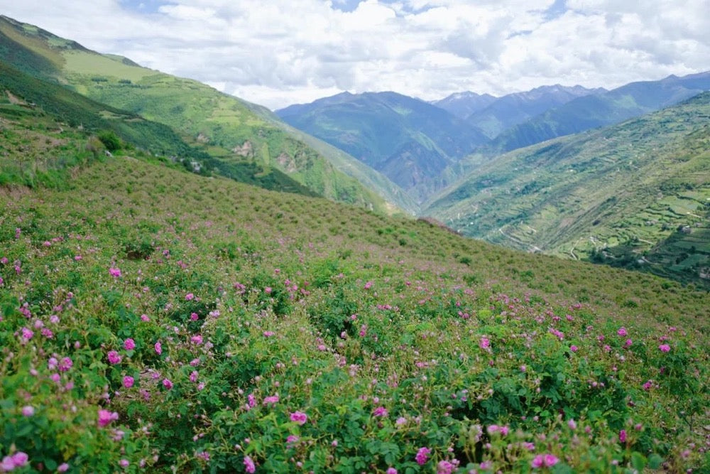 Jinshan Rose Tea · Sichuan Plateau | Siguniang Mountain, 3000m Altitude. Hilly landscape with pink flowers and mountains in the background