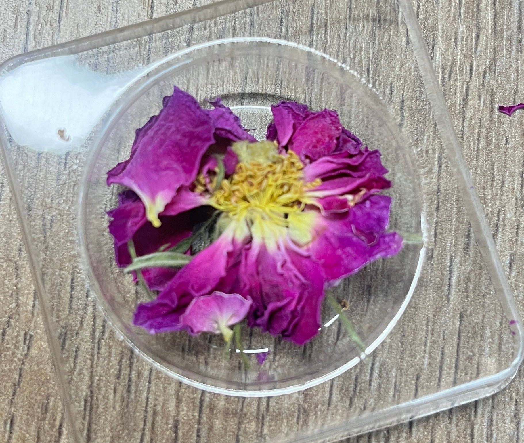 Jinshan Rose Tea · Sichuan Plateau | Siguniang Mountain, 3000m Altitude, Purple flower in a clear container on a wooden surface