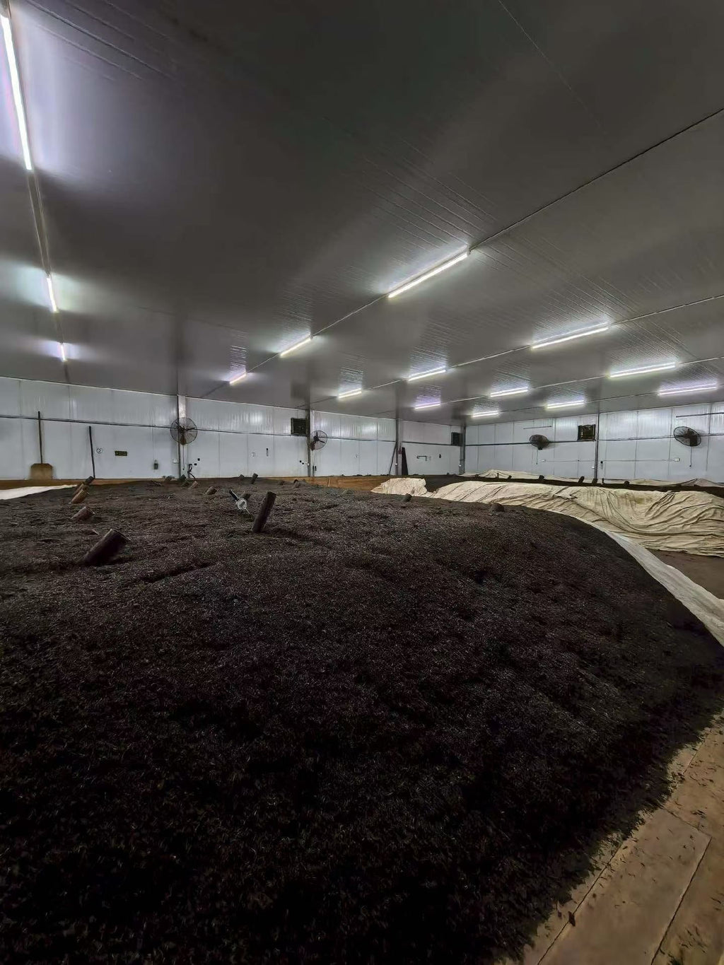 Large indoor space with dark brown material on the floor and white walls. Liu Bao aged dark tea from Wuzhou, Guangxi. National intangible heritage workshop, bamboo basket storage. Supports digestion and gut balance. For drinkers and collectors.