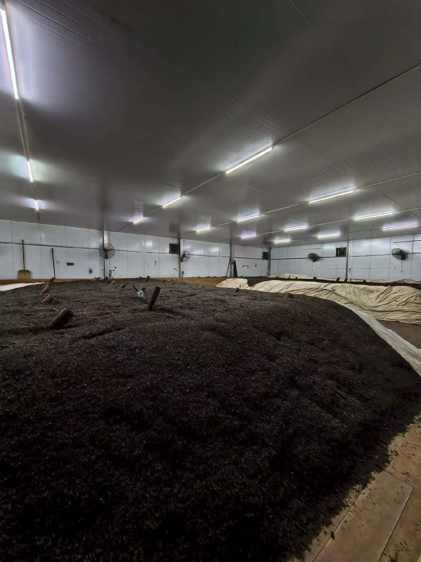 Large indoor space with dark brown material on the floor and white walls. Liu Bao aged dark tea from Wuzhou, Guangxi. National intangible heritage workshop, bamboo basket storage. Supports digestion and gut balance. For drinkers and collectors.
