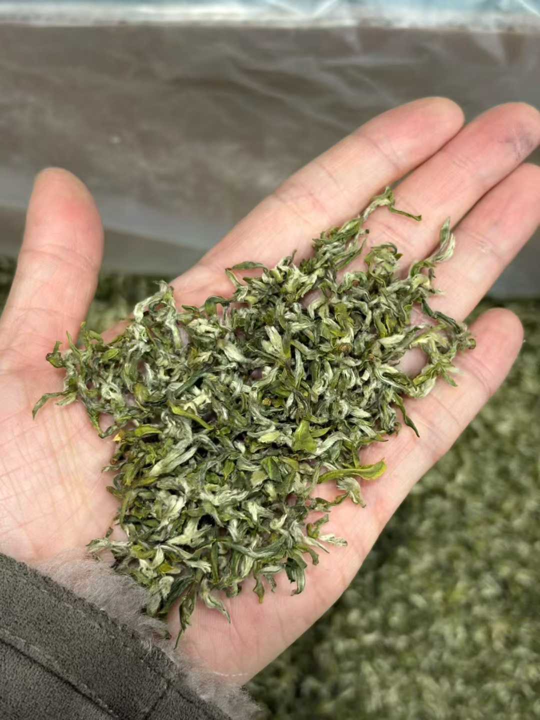 Hand holding a small amount of green tea leaves with a blurred background. Mengding Ganlu · 2026 First Harvest | Ancient Mountain Green Tea from Sichuan