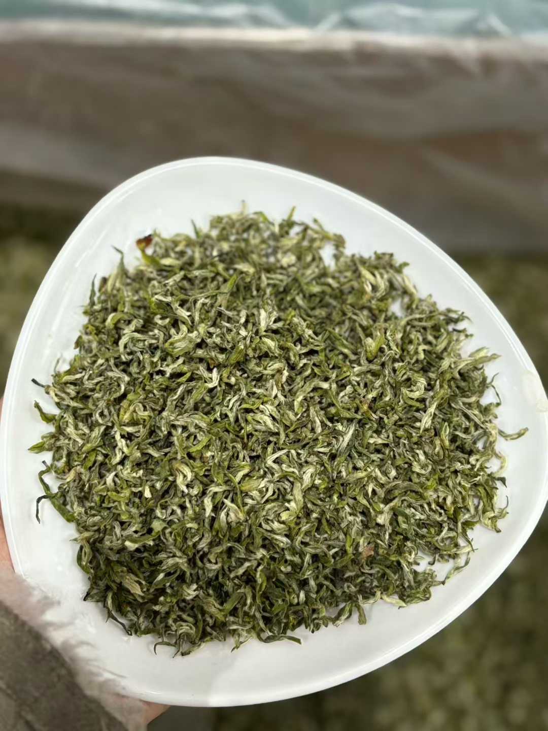 Dry green tea leaves on a white plate held by a person. Mengding Ganlu · 2026 First Harvest | Ancient Mountain Green Tea from Sichuan