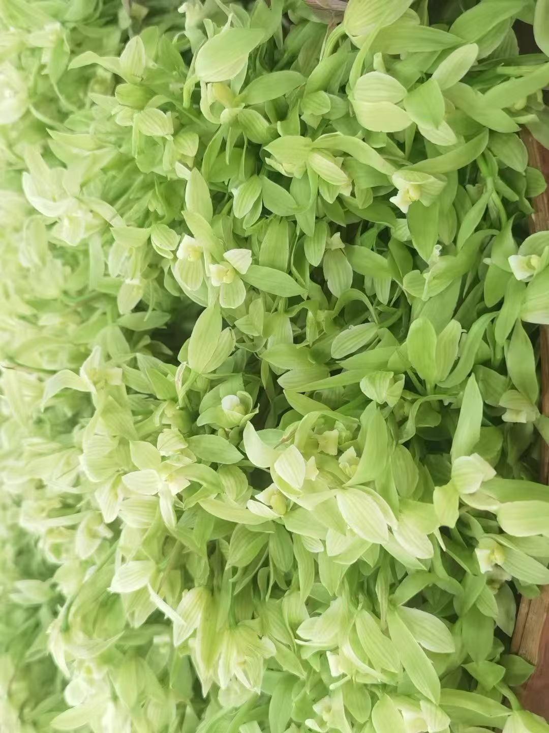 Orchid Blossom Tea · 2026 First Spring | Fresh-Scented Green Tea with Wild Orchid Close-up of green moss-like plant