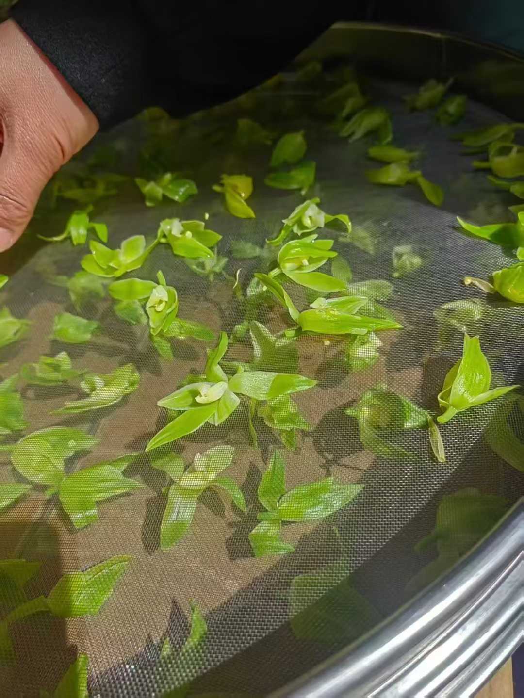 Orchid Blossom Tea · 2026 First Spring | Fresh-Scented Green Tea with Wild Orchid Green plants on a mesh screen with a hand partially visible