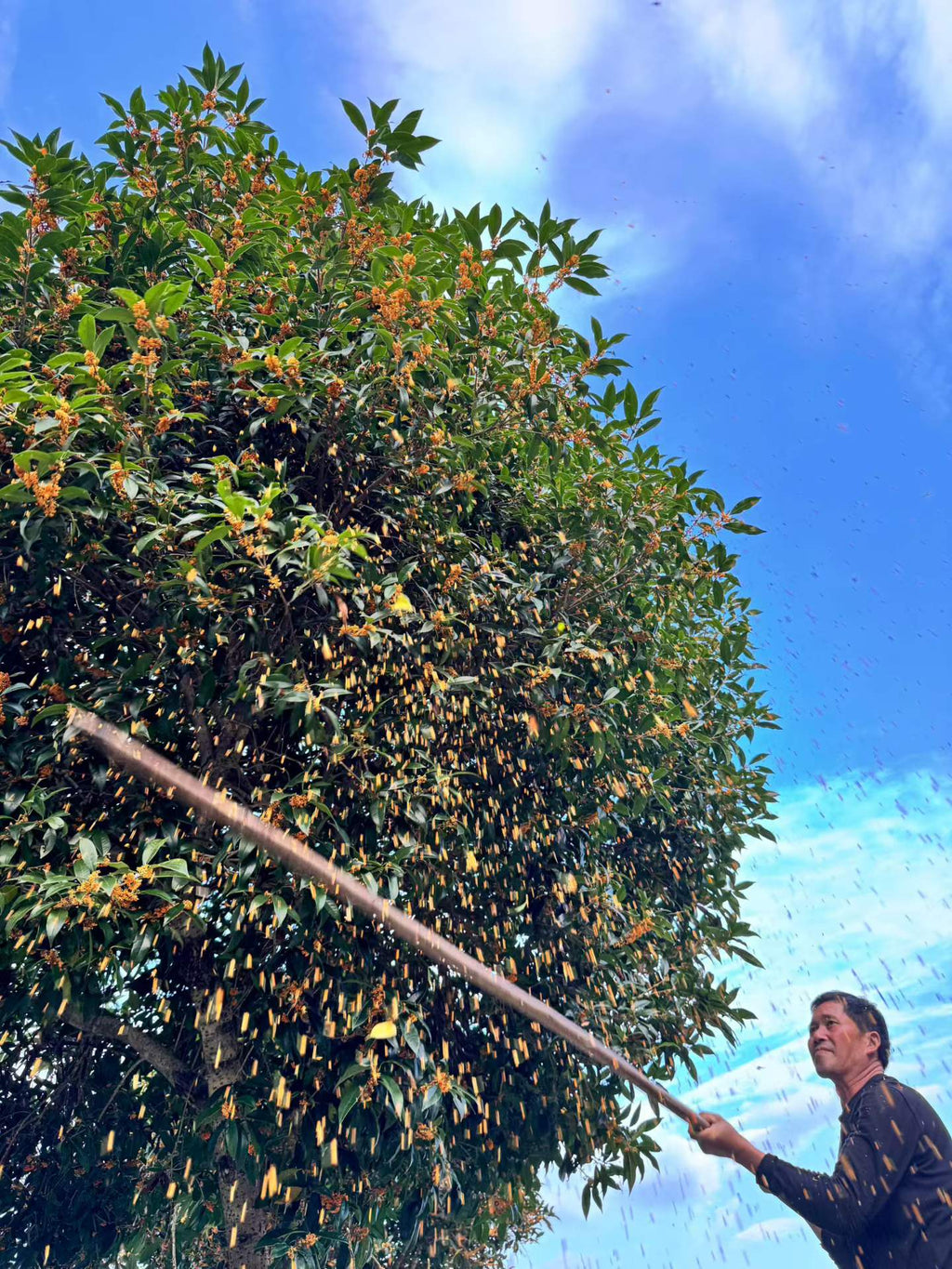 Osmanthus Black Tea · Autumn Warmth, Floral & Honey