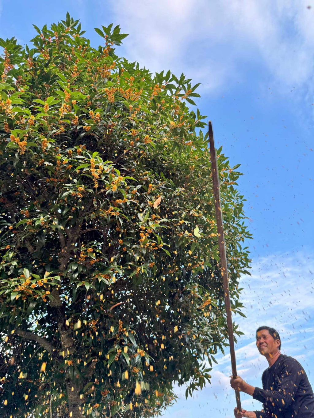 Osmanthus Black Tea · Autumn Warmth, Floral & Honey
