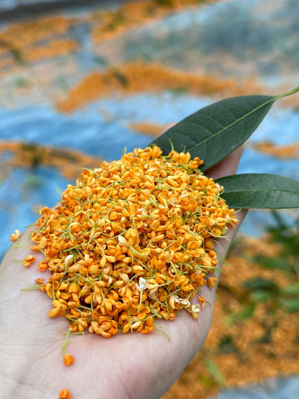 Osmanthus Black Tea · Autumn Warmth, Floral & Honey