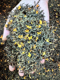 Osmanthus Black Tea · Autumn Warmth, Floral & Honey