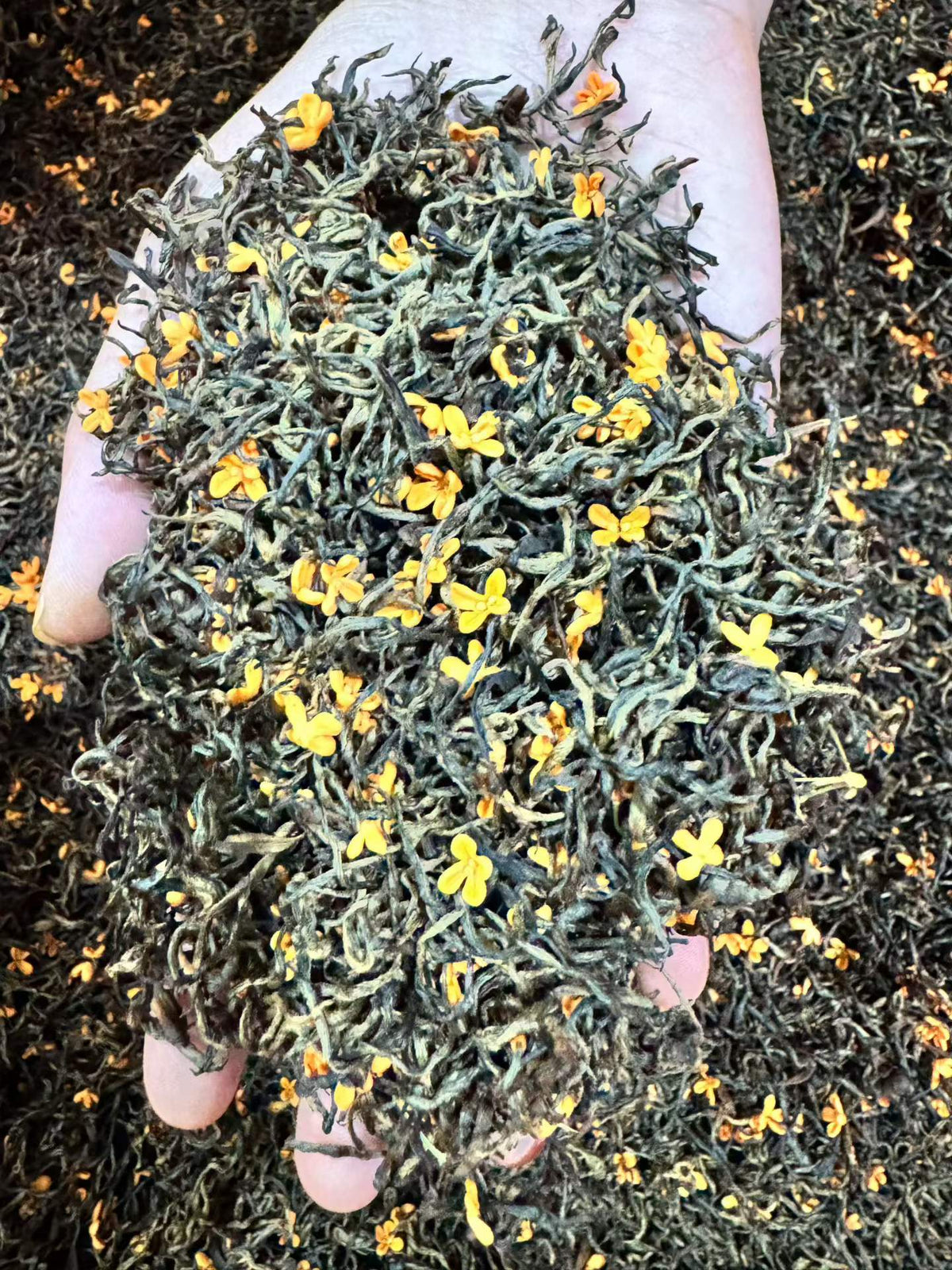 Osmanthus Black Tea · Autumn Warmth, Floral & Honey