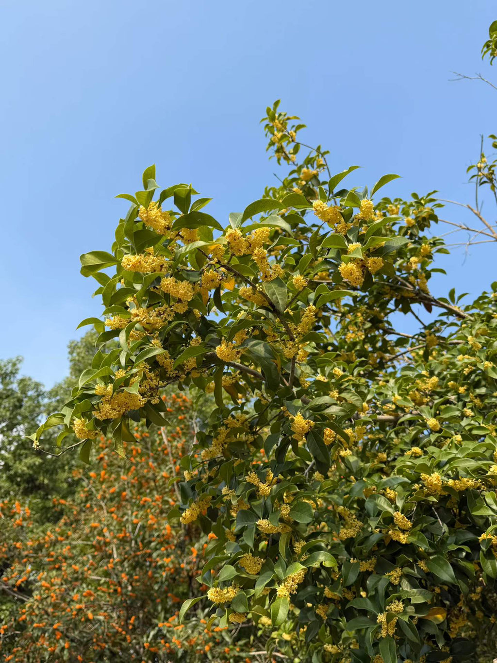 Once a Year and Right Now 🔥 Osmanthus Longjing · Meijiawu West Lake