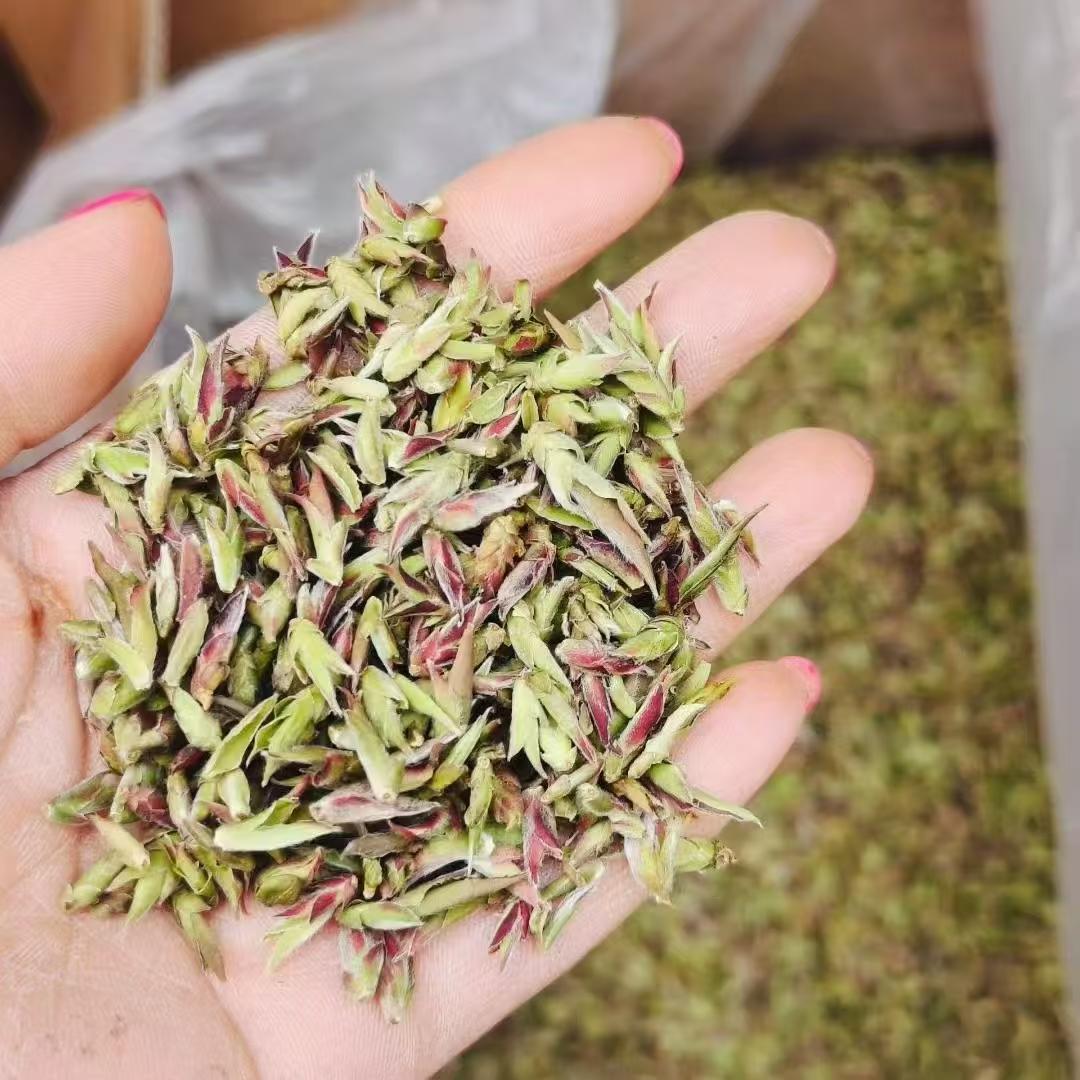 Hand holding a small pile of green and red leaves against a blurred background. Wild Purple Buds · 2026 First Spring | Ancient Tree Yunnan