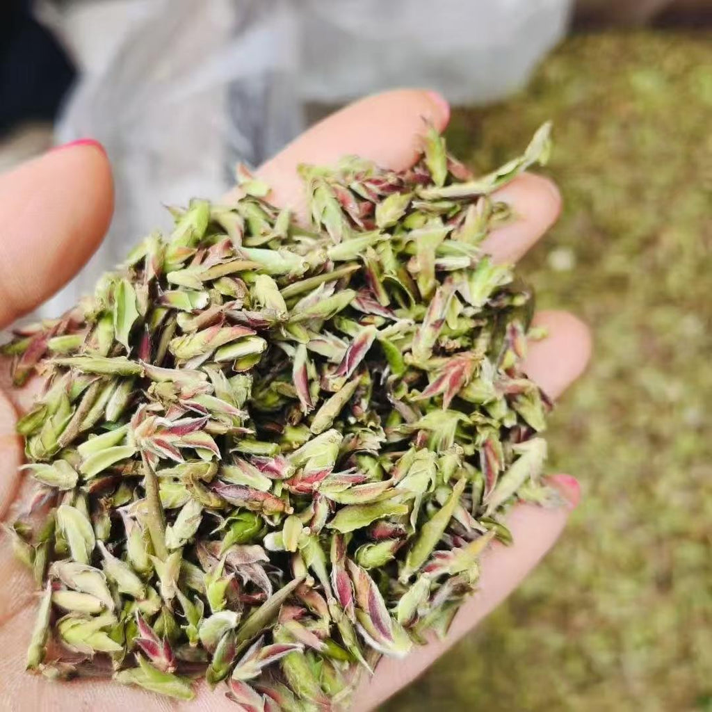 Wild Purple Buds · 2026 First Spring | Ancient Tree Yunnan. Hand holding a small pile of green leafy herbs with a blurred background