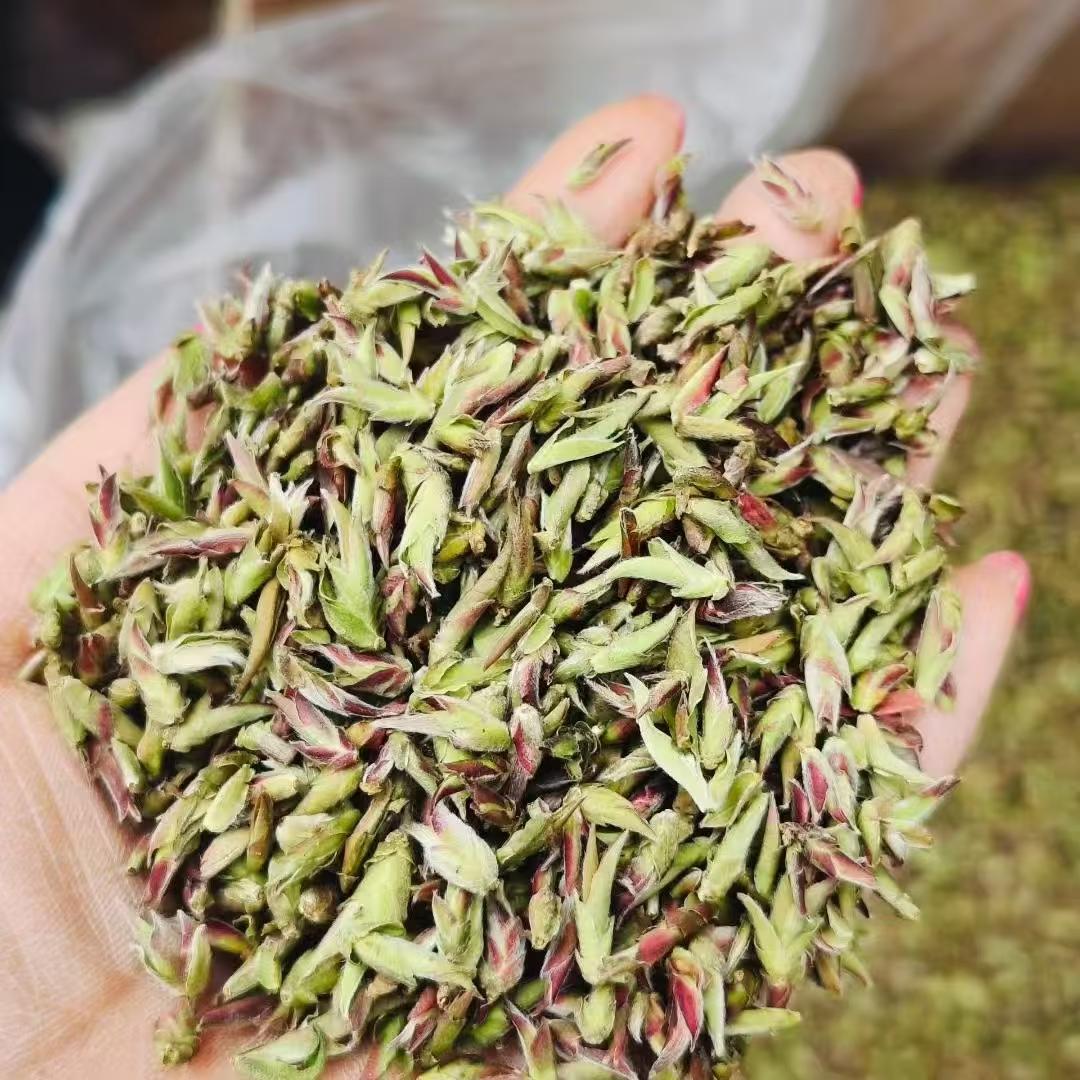 Wild Purple Buds · 2026 First Spring | Ancient Tree Yunnan. Hand holding a bunch of green tea leaves