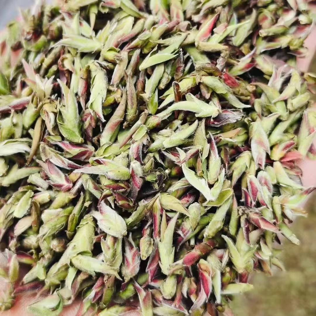 Wild Purple Buds · 2026 First Spring | Ancient Tree Yunnan Close-up of green tea leaves on a plate