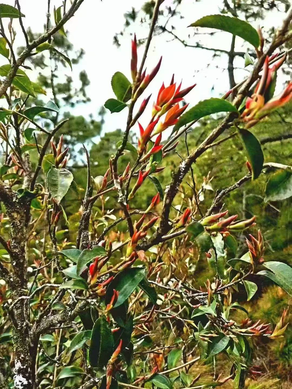 Wild Purple Buds · 2026 First Spring | Ancient Tree Yunnan Close-up of a plant with green leaves and red buds in a natural setting.