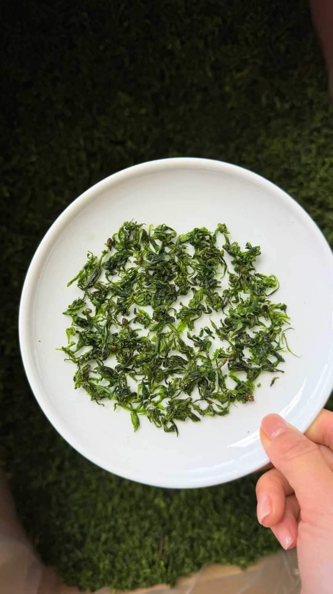 Small-Leaf Kuding · 2026 First Spring | Pure Rice-Bud Harvest, White plate with green leafy substance held by a hand on a dark background